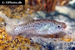 anatolichthys fontinalis anatolichthys fontinalis