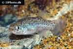 anatolichthys fontinalis anatolichthys fontinalis