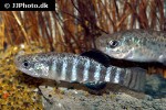 anatolichthys fontinalis anatolichthys fontinalis
