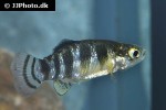 anatolichthys maeandricus anatolichthys maeandricus