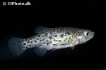 anatolichthys maeandricus anatolichthys maeandricus