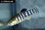 anatolichthys meridionalis anatolichthys meridionalis