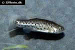 anatolichthys meridionalis anatolichthys meridionalis