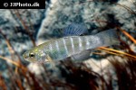 anatolichthys transgrediens anatolichthys transgrediens