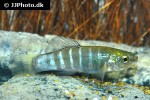 anatolichthys transgrediens anatolichthys transgrediens