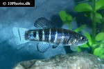 anatolichthys transgrediens anatolichthys transgrediens
