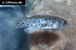 anatolichthys transgrediens anatolichthys transgrediens
