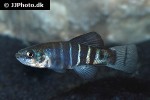 anatolichthys transgrediens anatolichthys transgrediens