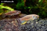 aphaniops dispar aphaniops dispar