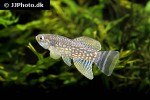 aphaniops dispar aphaniops dispar