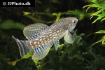 aphaniops dispar aphaniops dispar