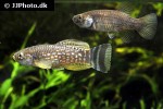 aphaniops dispar aphaniops dispar