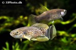 aphaniops dispar aphaniops dispar