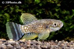 aphaniops dispar aphaniops dispar