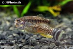 aphaniops dispar aphaniops dispar