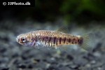 aphaniops dispar aphaniops dispar