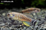 aphaniops dispar aphaniops dispar