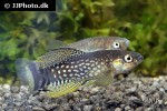 aphaniops dispar aphaniops dispar