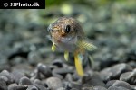 aphaniops dispar aphaniops dispar