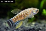aphaniops dispar aphaniops dispar