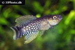 aphaniops dispar aphaniops dispar