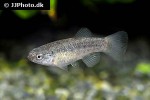 aphaniops richardsoni aphaniops richardsoni