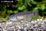 aphaniops richardsoni aphaniops richardsoni