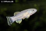 aphaniops richardsoni aphaniops richardsoni