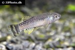 aphaniops richardsoni aphaniops richardsoni