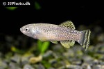 aphaniops richardsoni aphaniops richardsoni