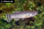 aphaniops richardsoni aphaniops richardsoni