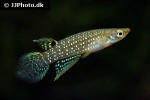 aplocheilus blockii aplocheilus blockii