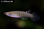 aplocheilus blockii aplocheilus blockii