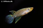aplocheilus blockii aplocheilus blockii