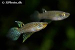 aplocheilus blockii aplocheilus blockii