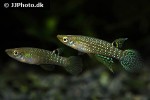 aplocheilus blockii aplocheilus blockii