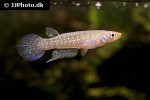 aplocheilus kirchmayeri aplocheilus kirchmayeri
