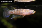 aplocheilus kirchmayeri aplocheilus kirchmayeri