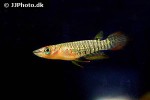 aplocheilus lineatus aplocheilus lineatus