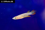 aplocheilus lineatus aplocheilus lineatus
