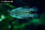 aplocheilus lineatus aplocheilus lineatus