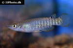 aplocheilus lineatus aplocheilus lineatus