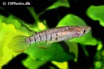 aplocheilus lineatus aplocheilus lineatus