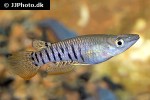 aplocheilus lineatus aplocheilus lineatus