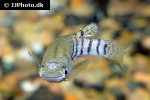 aplocheilus lineatus aplocheilus lineatus