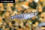 aplocheilus lineatus aplocheilus lineatus