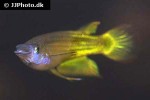 aplocheilus lineatus gold aplocheilus lineatus gold
