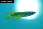 aplocheilus lineatus gold aplocheilus lineatus gold