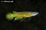 aplocheilus lineatus gold aplocheilus lineatus gold