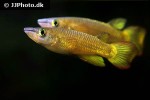 aplocheilus lineatus gold aplocheilus lineatus gold